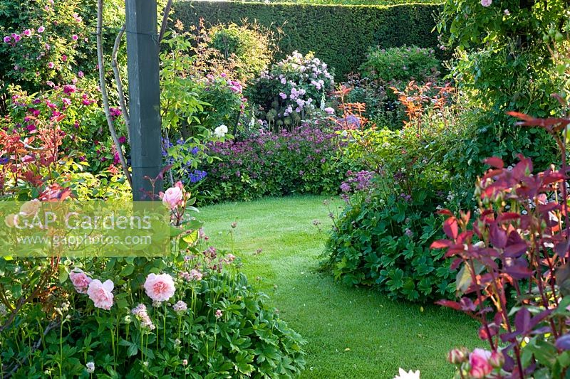 Herbaceous border with roses, plants inc Digitalis purpurea 'Alba', Astrantia 'Hadspen Blood', Rosa 'Comte de Chambord' 