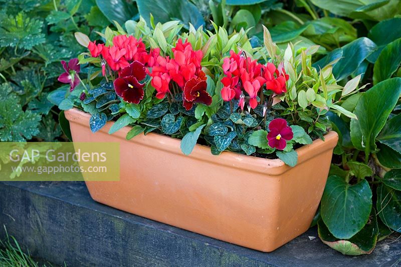 Planting Winter Windowbox - Cyclamen, Viola - Pansies