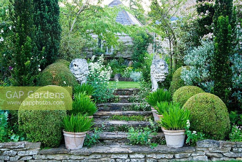 Stone steps colonised with wall daisy, Erigeron karvinskianus, and framed with fastigiate yew, clipped box, pots of agapanthus and stone lions