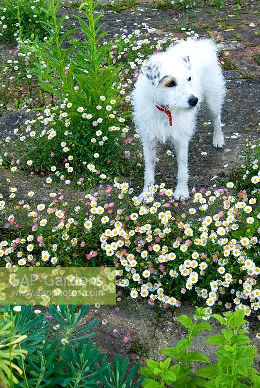 Darcy the dog amongst self seeded wall daisy, Erigeron karvinskianus. 