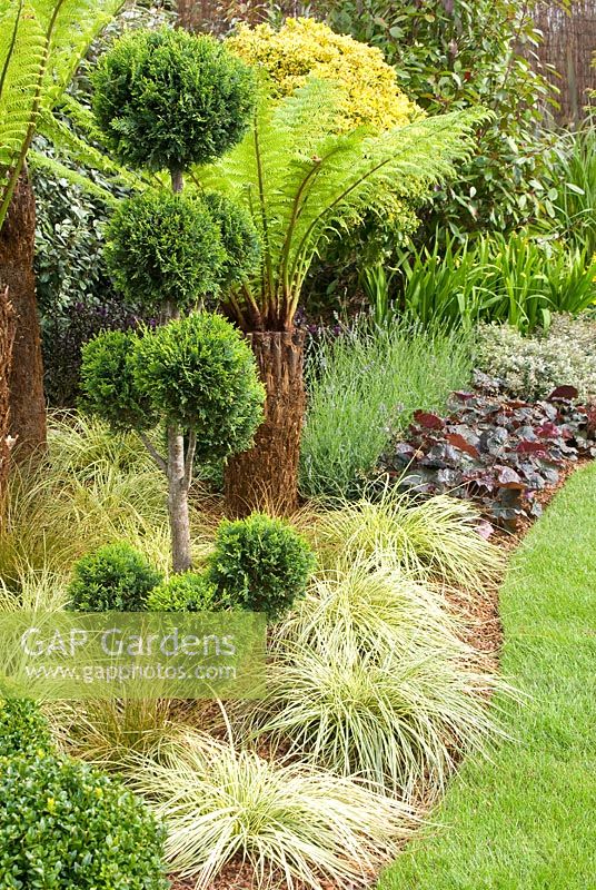Border with conifer topiary, tree ferns and grasses -  Tarleton Specimen Plants garden - Southport Flower Show 2011 
