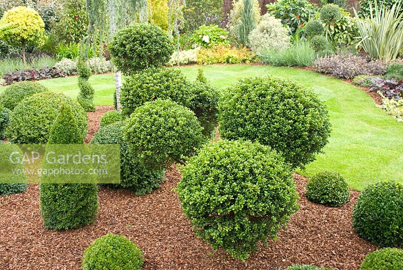 Garden with Buxus sempervirens - Box topiary bed with bark mulch by Tarleton Specimen Plants - Southport Flower Show 2011 