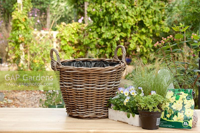 Planting up large basket with Hypericum 'Magical Beauty', Carex 'Frosted Curls' - Frosted Sedge Grass , Violas,  Variegated Thyme and Vinca minor 'Argenteovariegata' Periwinkle