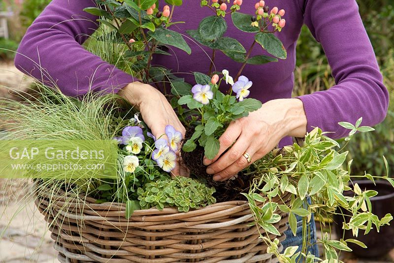 Planting up a large wicker basket with Hypericum 'Magical Beauty', Carex 'Frosted Curls' - Frosted Sedge Grass , Violas, Variegated Thyme and Vinca minor 'Argenteovariegata' Periwinkle