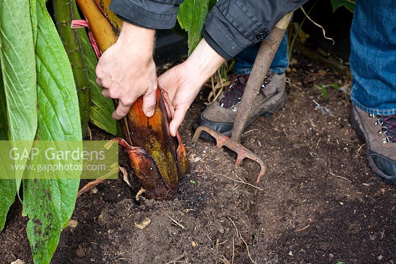 Lifting and potting Banana tree to overwinter in greenhouse