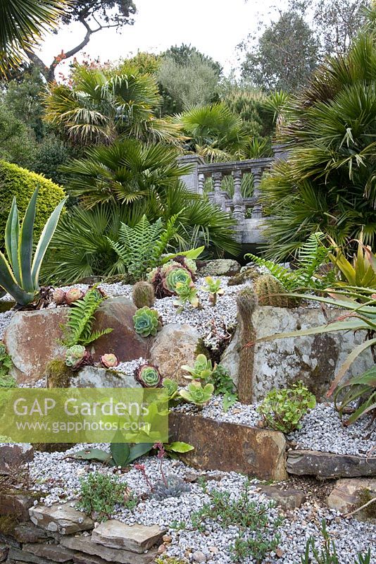 Succulents and cacti in rockery 