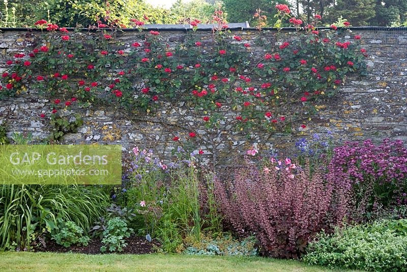 Rosa Parkdirektor Riggers trained up garden wall in mixed summer border 