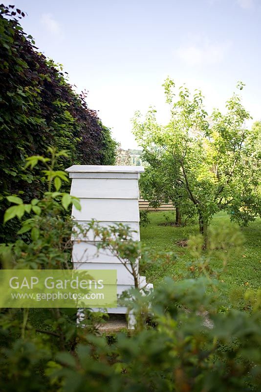 White beehive in orchard