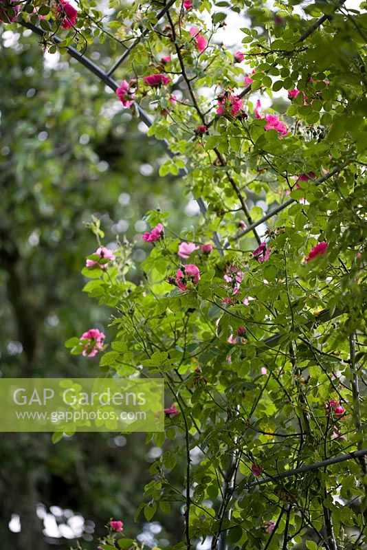 Rosa rubiginosa Eglantine  - sweetbriar rose 
