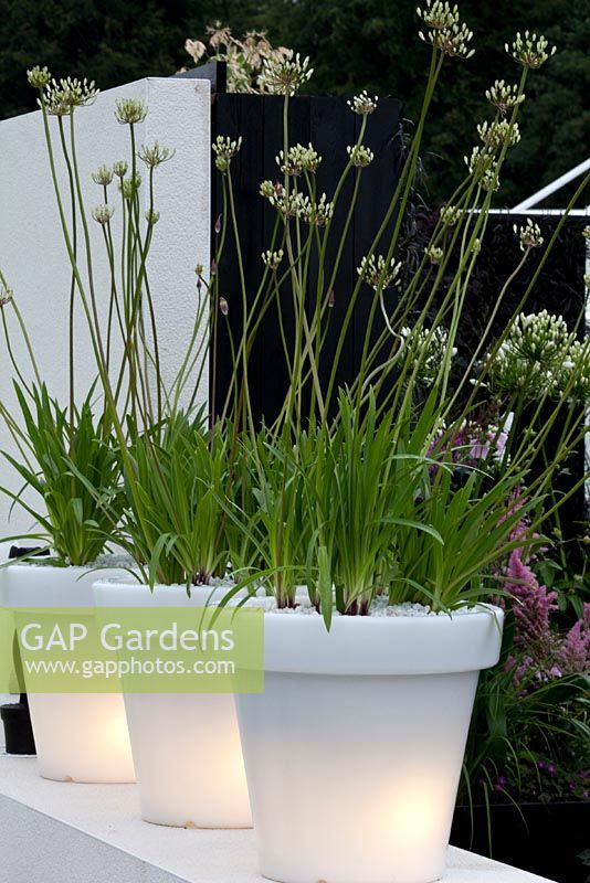 Illuminated white containers with ornamental grasses 