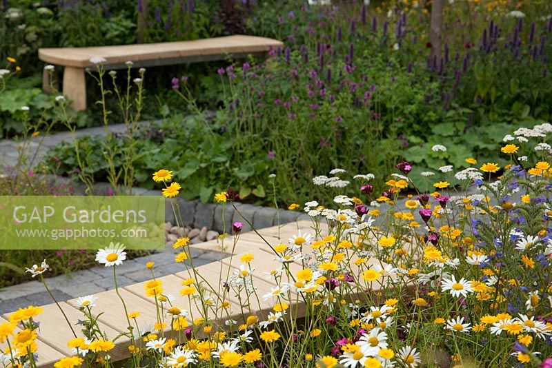 Informal meadow planting of Sweet Cicely, Anthemis, Achillea and Ox-eye daisies. Path of stone setts - 'Stitch in Time Saves Nine' garden - RHS Tatton Park Flower Show 2011 

