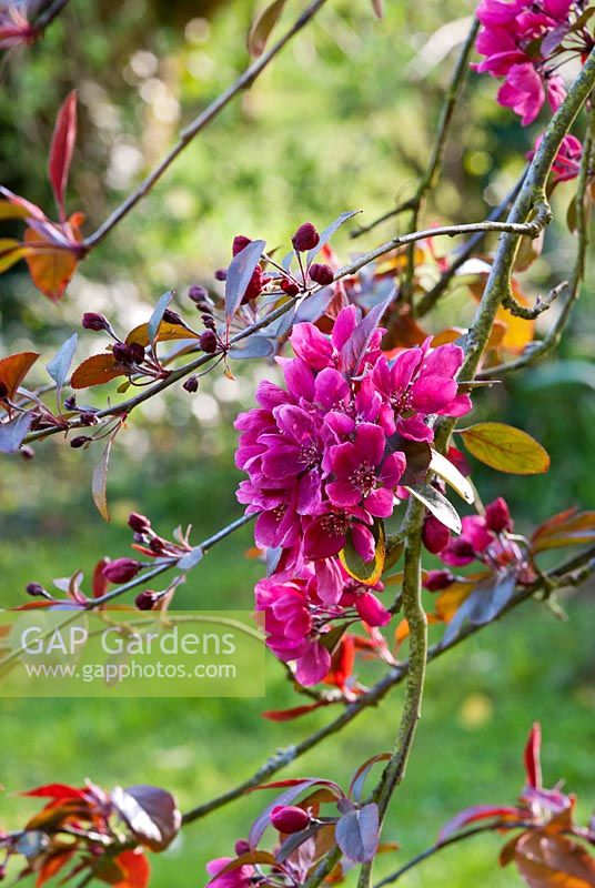 Malus floribunda - Blossom  