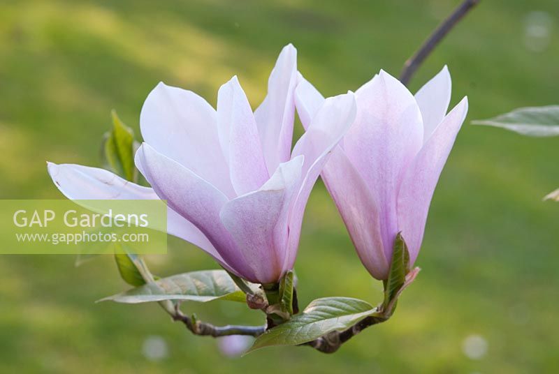 Magnolia  - 'Rasperry Ripple'