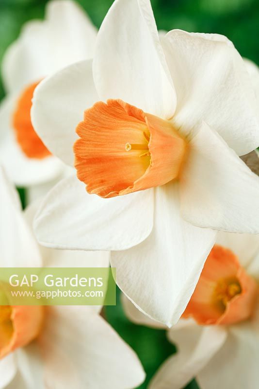 Narcissus 'Fragrant Rose' - Daffodil, Div. 2 Large-cupped, April