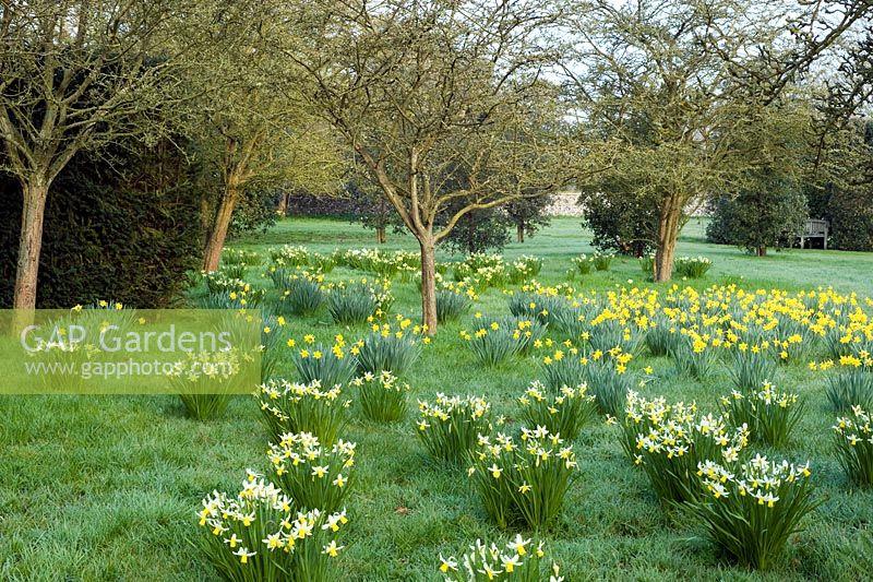 Narcissus 'Jack Snipe' and N. obvallaris naturalised in grass - Wretham Lodge, NGS Norfolk