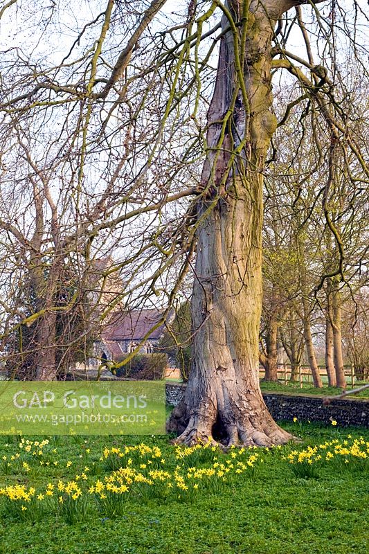 Narcissus 'February Gold' naturalised under tree - Wretham Lodge, NGS Norfolk