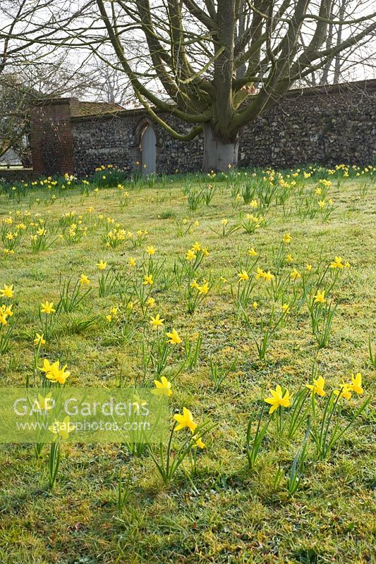 Narcissus 'Little Witch' naturalised in grass - Wretham Lodge, NGS Norfolk