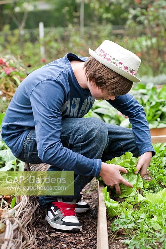 Boy harvesting salad.
