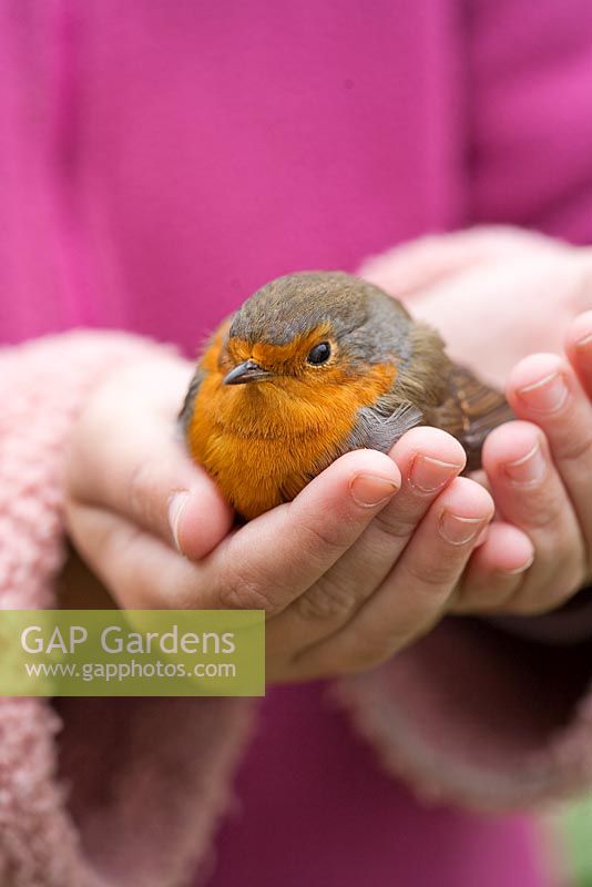 Girl with Robin held in hands.
