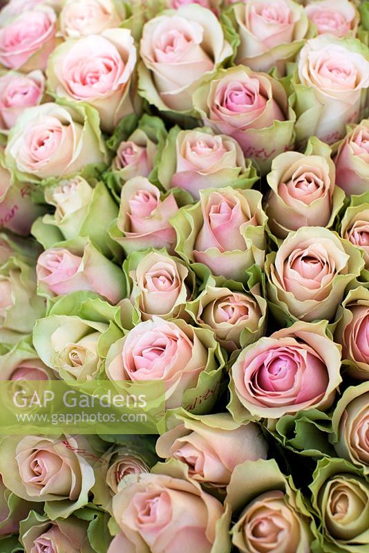Bunches of Pink Roses