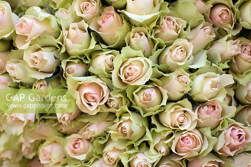Bunches of Pink Roses
