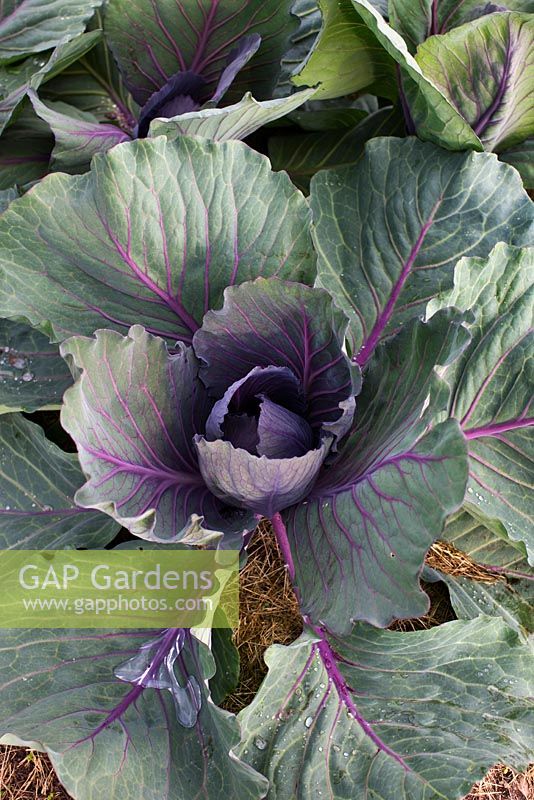 Brassica - Cabbage 'Red Express' mulched with straw
