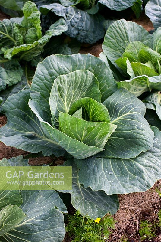Brassica - Cabbage 'Golden Acre' mulched with straw
