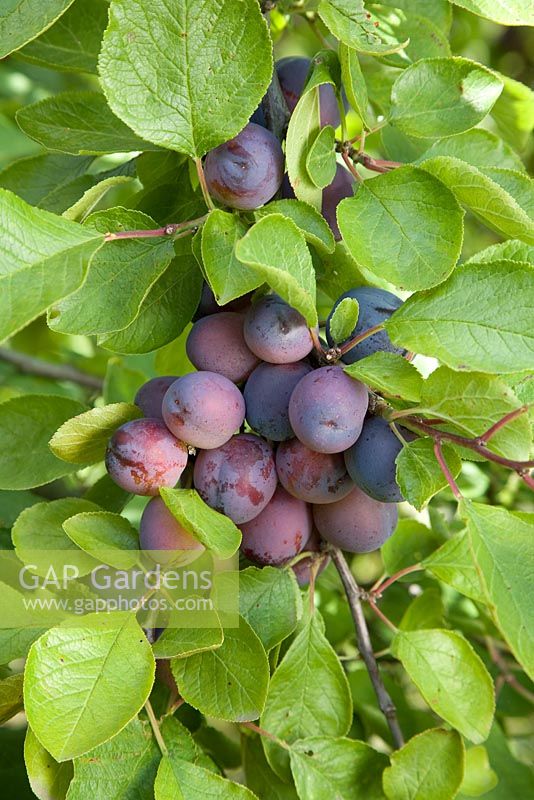 Prunus domestica - Plum 'Rivers Early Prolific'