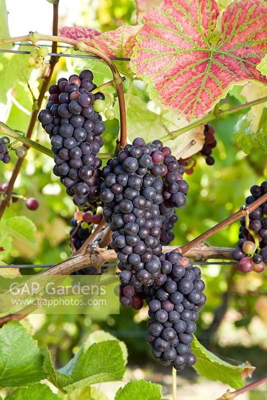 Vitis vinifera - Grape 'Pinot Noir'