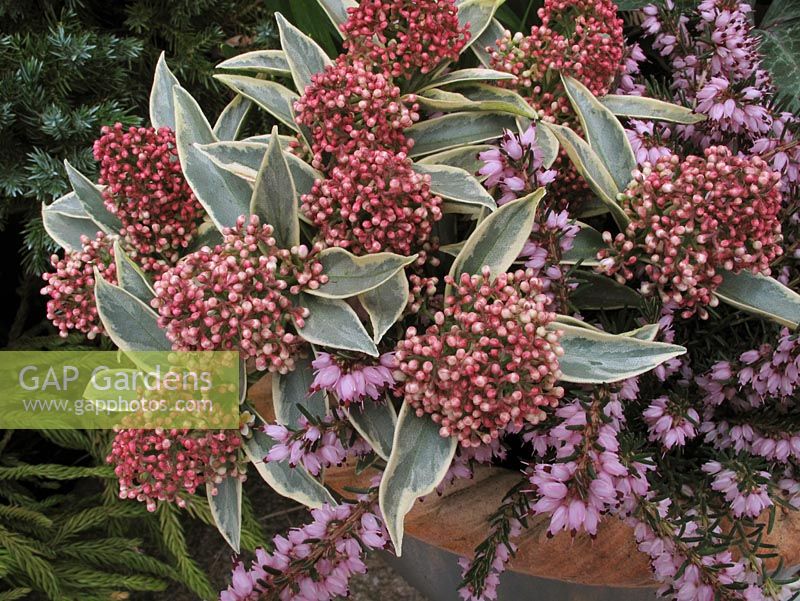 Skimmia japonica 'Magic Marlot' underplanted with Erica carnea 'Springwood Pink' - winter heather