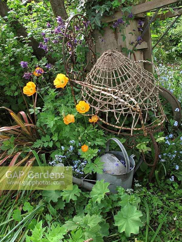 Welsh poppies, Meconopsis cambrica and Columbines, Aquilegia vulgaris and Forget-me-nots, Myosotis sylvatica in mixed country garden border 