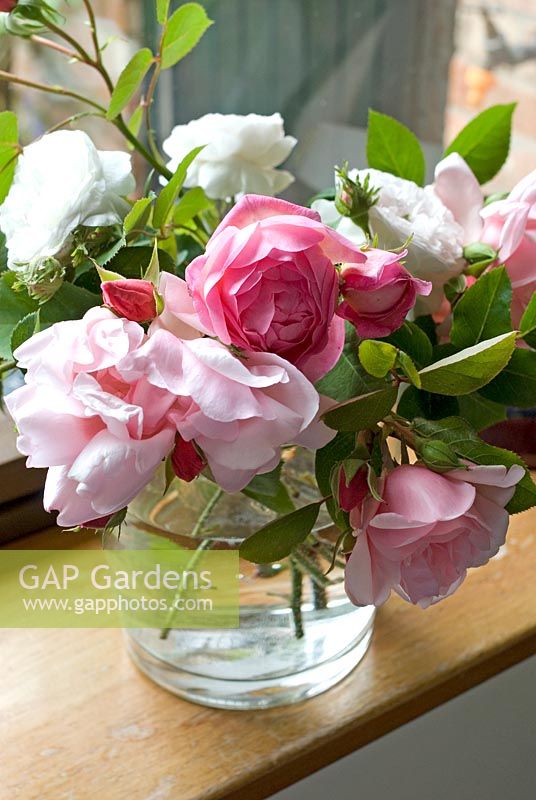 Garden Roses in a vase including Rosa 'Albertine' 