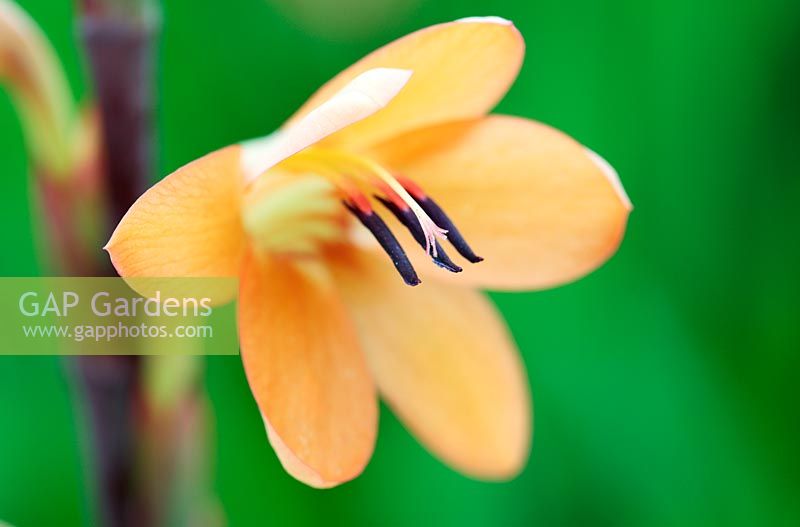 Watsonia tabularis  - Table Mountain Watsonia - Iris Family