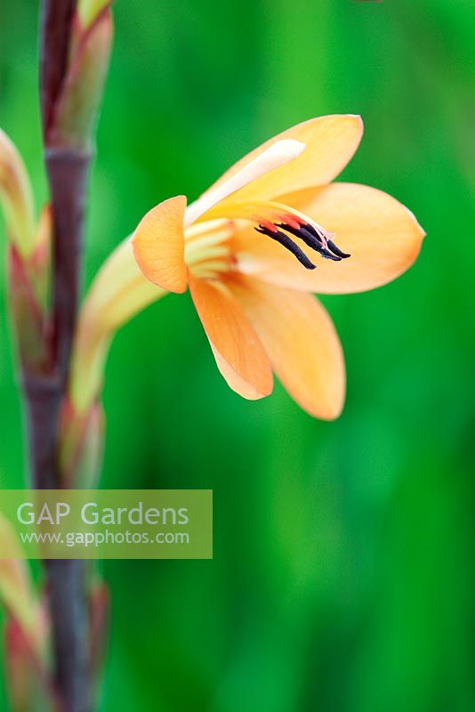 Watsonia tabularis - Table Mountain Watsonia (Iris Family)
