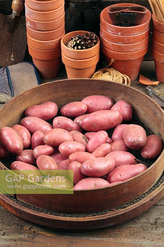 Potatoes - Solanum tuberosum 'Cherie' in wooden sieve