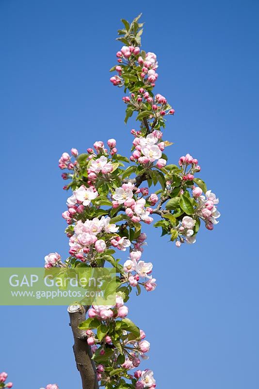 Malus domestica 'Jonagold' - Apple blossom