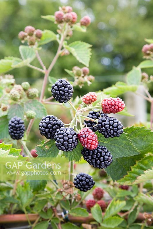 Rubus fruticosus - Blackberry 'Loch Tay'
