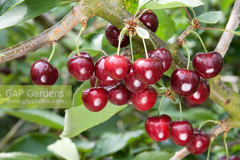 Prunus avium - Sweet Cherry 'Penny'