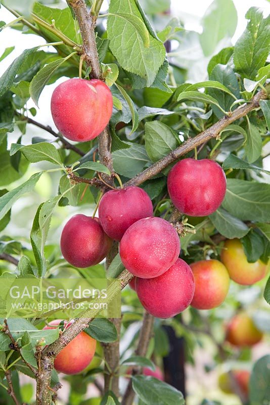 Prunus cerasifera 'Gypsy' - Cherry plum (Mirabelle hybrid)