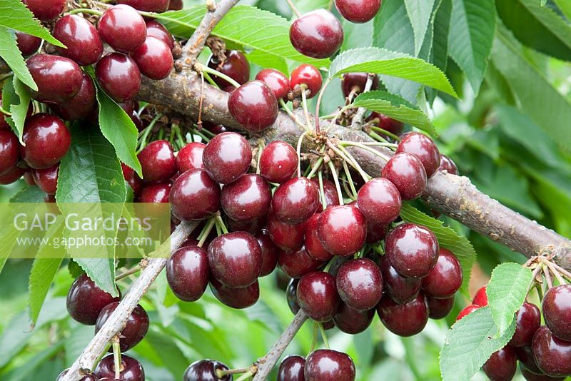 Prunus avium - Sweet Cherry 'Summer Sun'