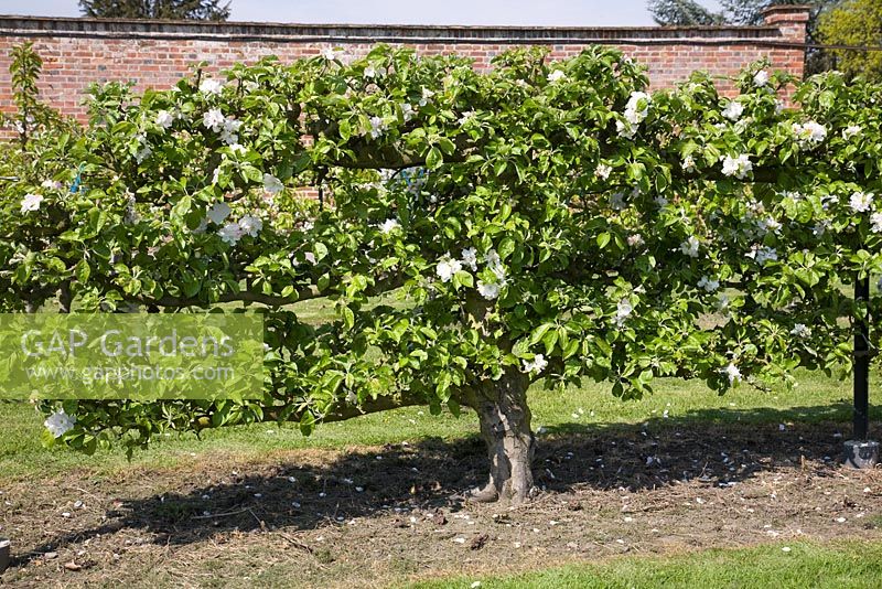 Espalier Apple on MM106 rootstock - Malus domestica 'Aromatic Russet'
