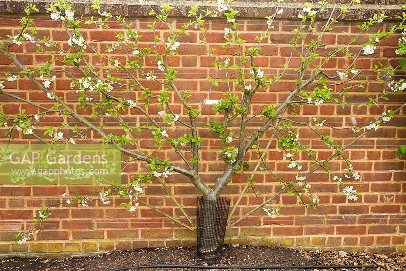 Prunus cerasus 'Morello' - Fan Trained Acid Cherry on Colt Rootstock 