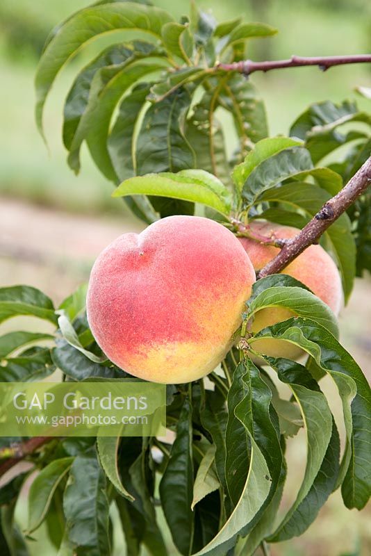 Prunus persica 'Rochester' - Peach 