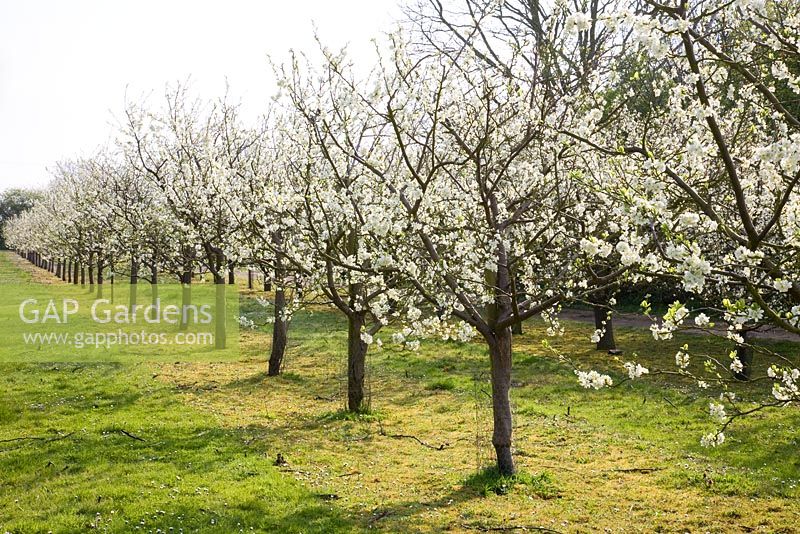 Prunus domestica 'Avalon' on St. Julien 'A' rootstock - Plum trees in blossom -