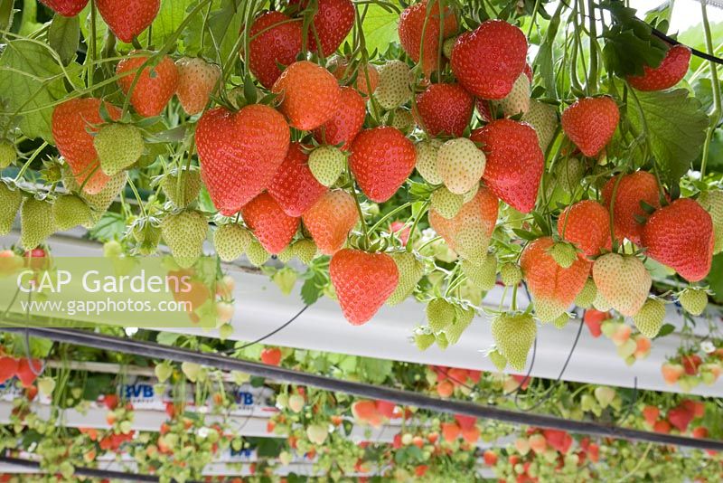 Fragaria x ananassa 'Sasha' - Commercial strawberry crop under glass - tabletop system - 