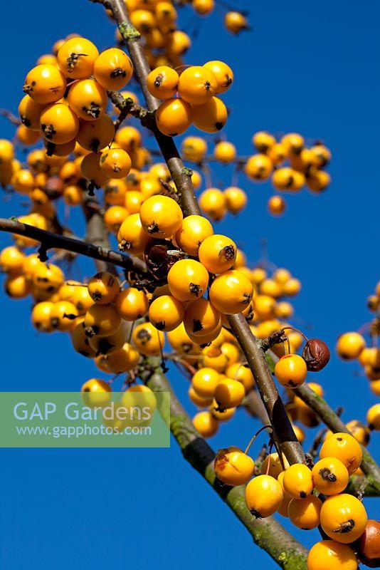 Malus x zumi 'Golden Hornet' AGM - Yellow Crabapples against a deep blue autumn sky