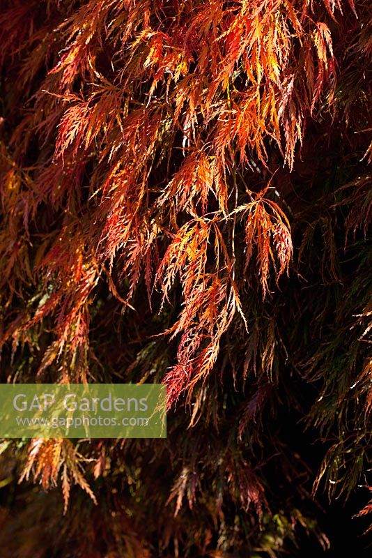 Acer palmatum var. Dissectum - Atropurpureum Group glowing in Autumn sunshine