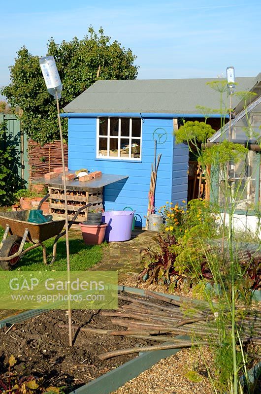 Painted blue shed in Autumn Garden with plastic bottles on canes to deter Moles establishing