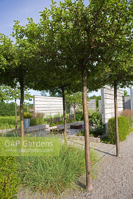 Square beds of grasses under trees in modern garden