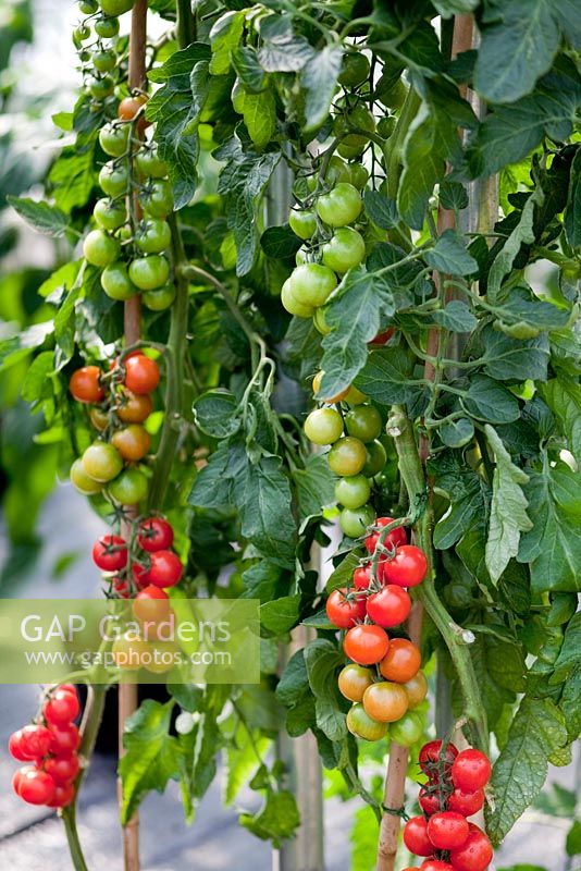 grafted tomatoes, RHS Edible Garden, Hampton Court flower show, 2011
